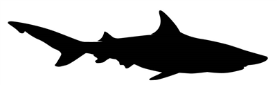 Shark Decal