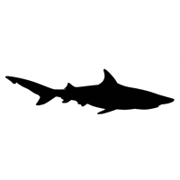 Shark Decal